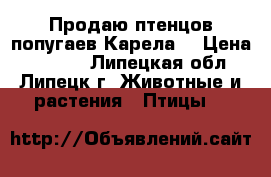 Продаю птенцов попугаев Карела. › Цена ­ 2 000 - Липецкая обл., Липецк г. Животные и растения » Птицы   